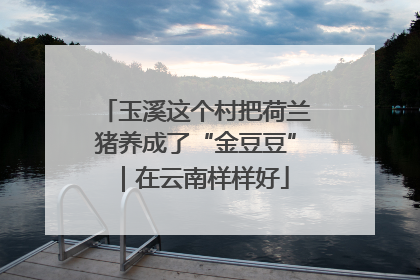 玉溪这个村把荷兰猪养成了“金豆豆”｜在云南样样好