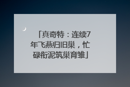 真奇特：连续7年飞燕归旧巢，忙碌衔泥筑巢育雏