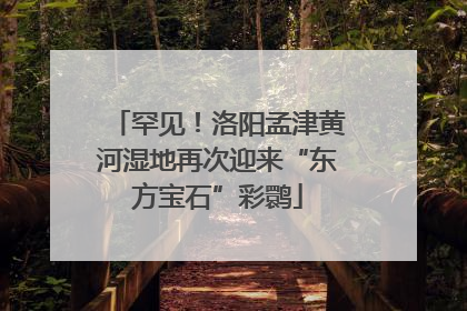 罕见！洛阳孟津黄河湿地再次迎来“东方宝石”彩鹮