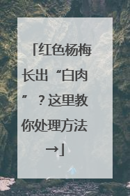 红色杨梅长出“白肉”？这里教你处理方法→