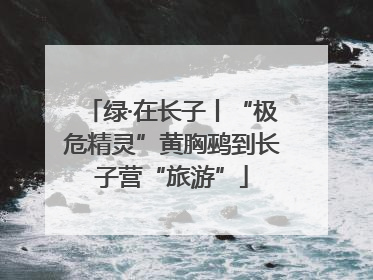 绿·在长子丨“极危精灵”黄胸鹀到长子营“旅游”