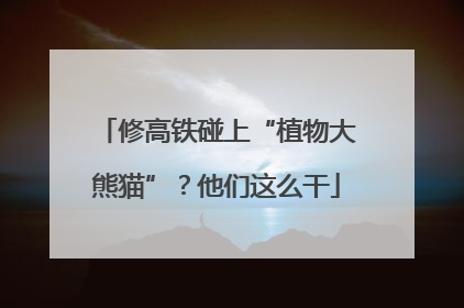 修高铁碰上“植物大熊猫”？他们这么干