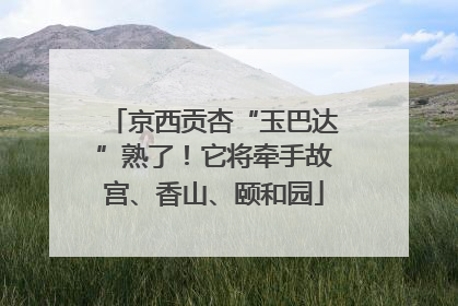 京西贡杏“玉巴达”熟了！它将牵手故宫、香山、颐和园