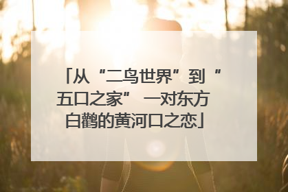从“二鸟世界”到“五口之家” 一对东方白鹳的黄河口之恋