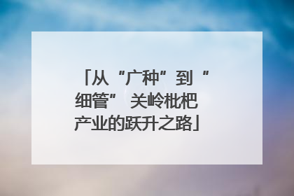 从“广种”到“细管” 关岭枇杷产业的跃升之路