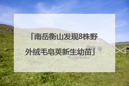 南岳衡山发现8株野外绒毛皂荚新生幼苗