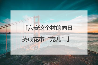 六安这个村的向日葵成花市“宠儿”