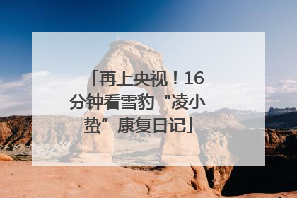 再上央视！16分钟看雪豹“凌小蛰”康复日记