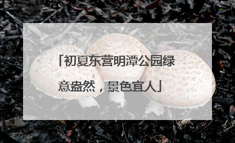 初夏东营明潭公园绿意盎然，景色宜人
