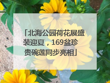 北海公园荷花展盛装迎夏，169盆珍贵碗莲同步亮相