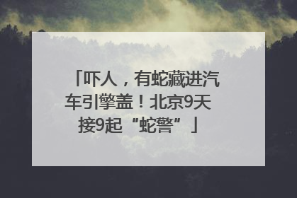 吓人，有蛇藏进汽车引擎盖！北京9天接9起“蛇警”