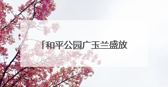 和平公园广玉兰盛放，江城夏日添雅韵