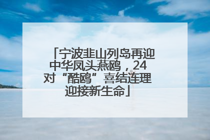 宁波韭山列岛再迎中华凤头燕鸥，24对“酷鸥”喜结连理迎接新生命