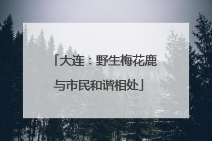 大连：野生梅花鹿与市民和谐相处