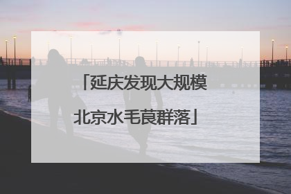 延庆发现大规模北京水毛茛群落