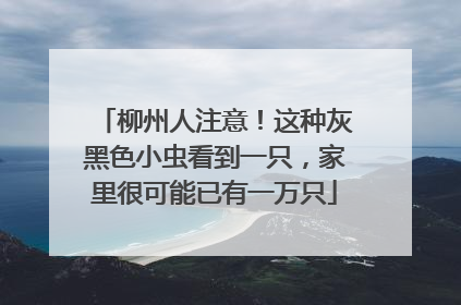 柳州人注意！这种灰黑色小虫看到一只，家里很可能已有一万只