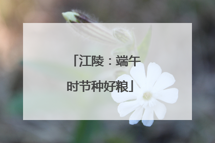 江陵：端午时节种好粮