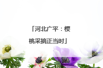 河北广平：樱桃采摘正当时