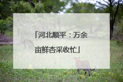 河北顺平：万余亩鲜杏采收忙