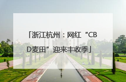 浙江杭州：网红“CBD麦田”迎来丰收季