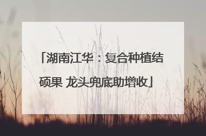 湖南江华：复合种植结硕果 龙头兜底助增收