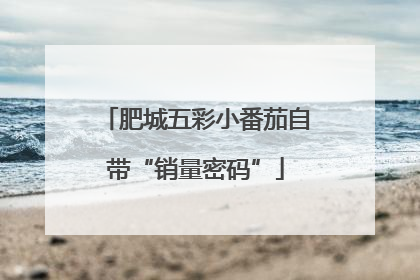 肥城五彩小番茄自带“销量密码”