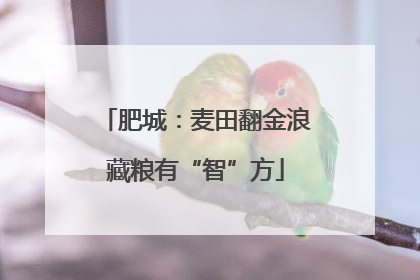 肥城：麦田翻金浪藏粮有“智”方