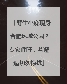 野生小麂现身合肥环城公园？专家呼吁：若邂逅切勿惊扰