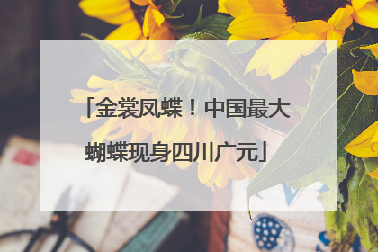 金裳凤蝶！中国最大蝴蝶现身四川广元