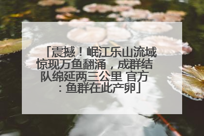 震撼！岷江乐山流域惊现万鱼翻涌，成群结队绵延两三公里 官方：鱼群在此产卵